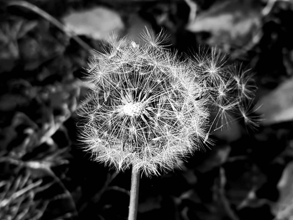 durerea e durere simonarentea.ro foto credit stefania verzea (2)