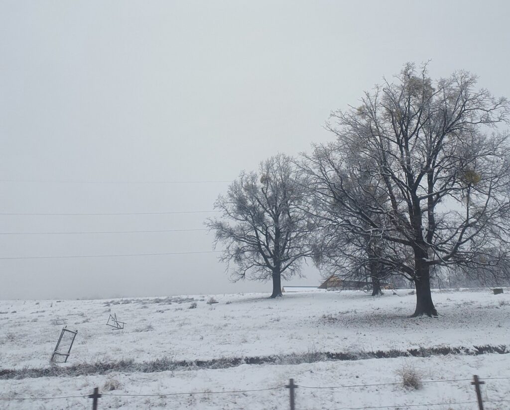 despre ierni #2025descris simonarentea.ro