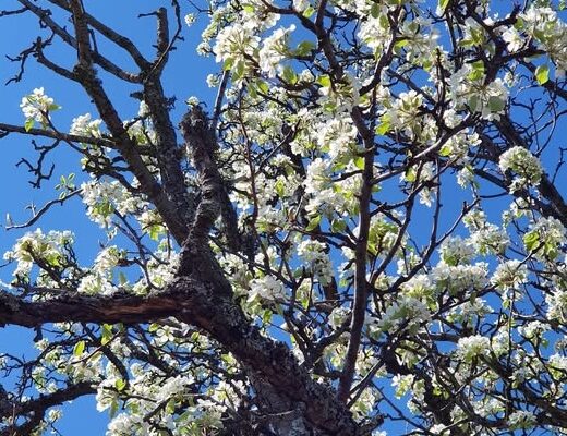 arbore genealogic suntem intregi in iubire flori de primavara memoria simonarentea.ro