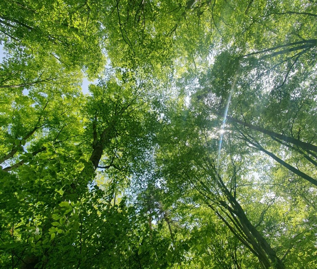 nu murim cand disparem fizic murim cand suntem uitati arbore genealogic memoria simonarentea.ro