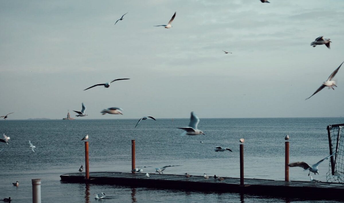 de fiecare dată e cineva